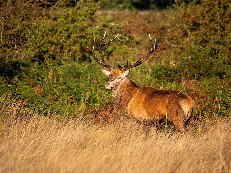Red Deer - Latest photos