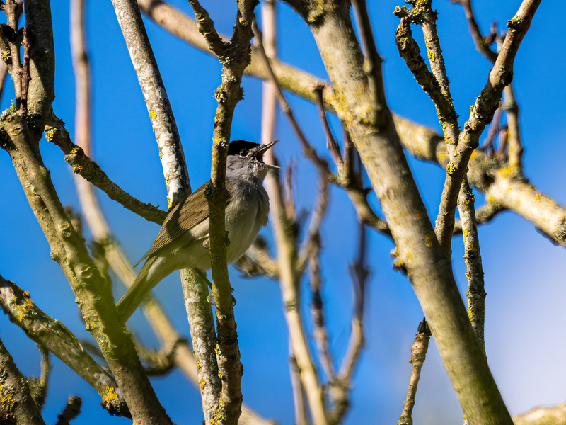 Male Blackcap - Latest photos