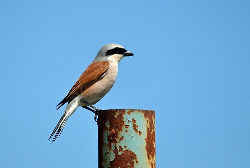 Red-backed Shrike - Bulgaria