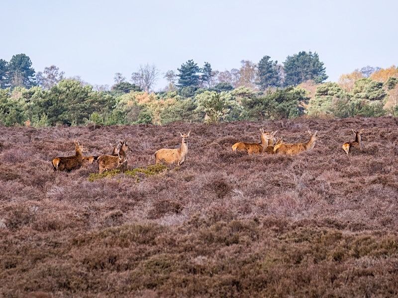 Red Deer - Red Deer