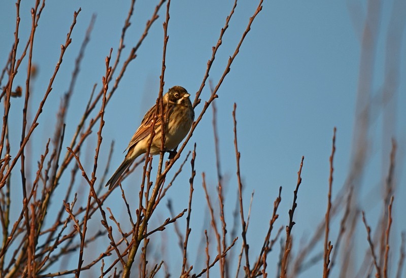 Reed Bunting - Buntings