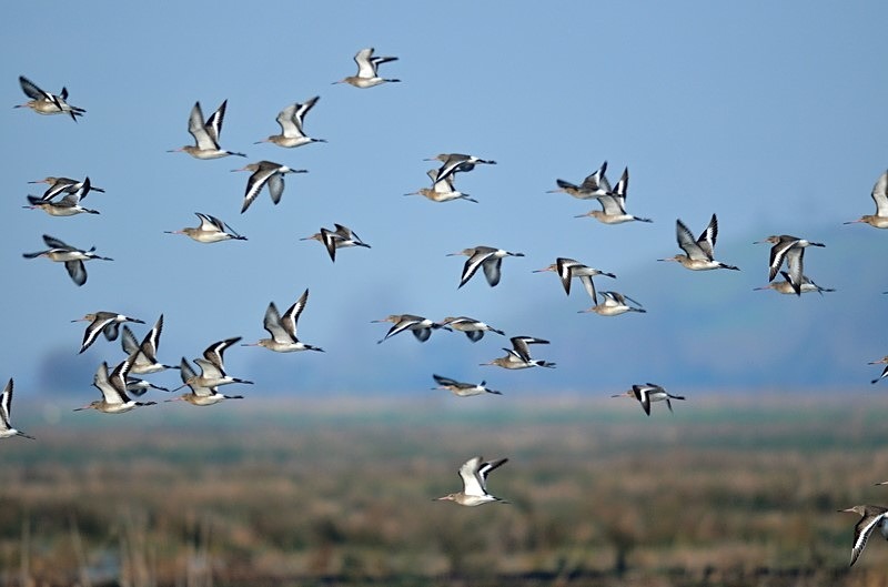 Black-tailed Godwits - Sandpipers