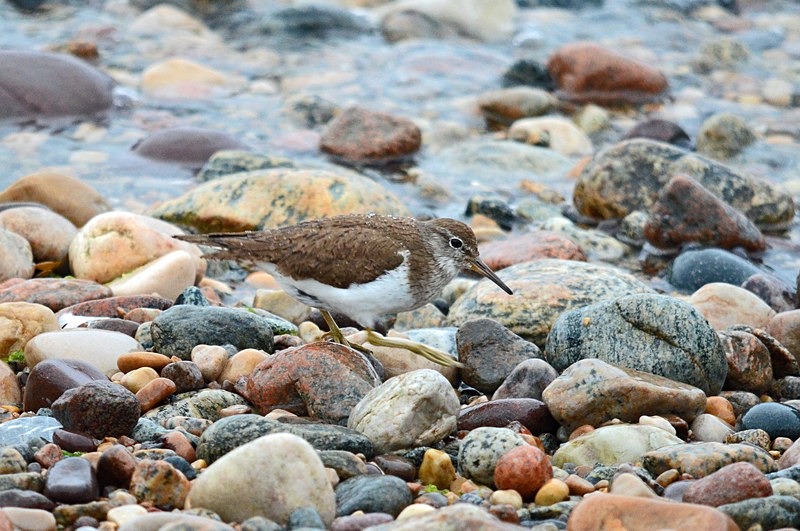 Common Sandpiper - Sandpipers
