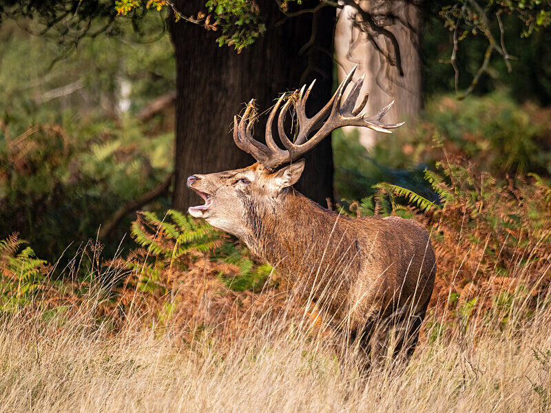 Red Deer - Latest photos
