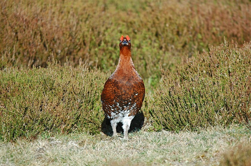 Red Grouse - Game birds