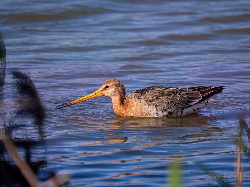 Black-tailed Godwit - Sandpipers