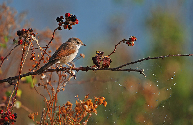Common Whitethroat - Warblers