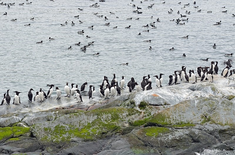 Common Guillemots - North Norway
