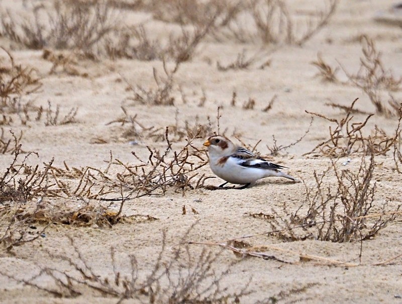 Snow Bunting - Buntings