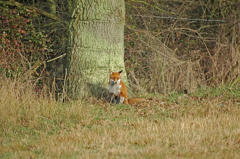 Red Fox - Red Foxes