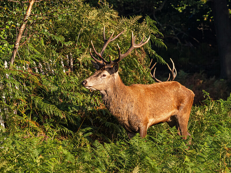 Red Deer - Latest photos