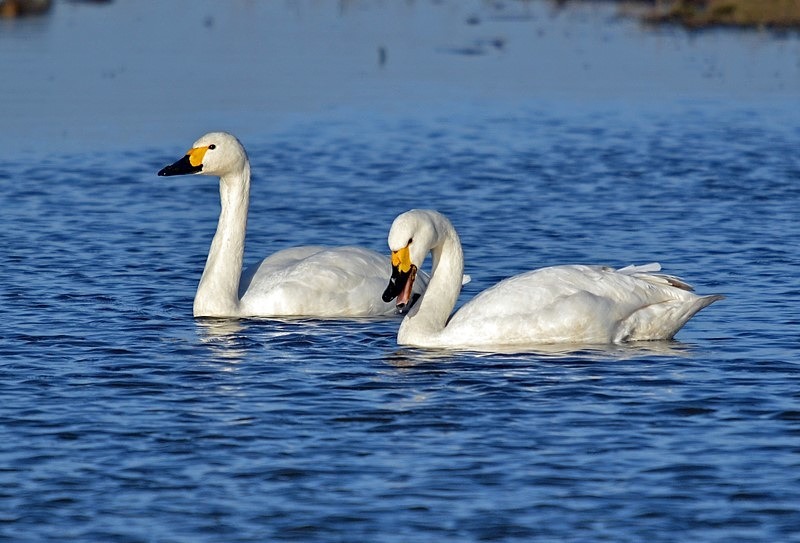 Bewick's Swans - Whooper and Bewick's Swans