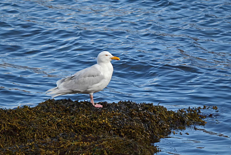 Glaucous Gull