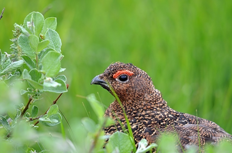June 2013 - Red Grouse - Photos of the month