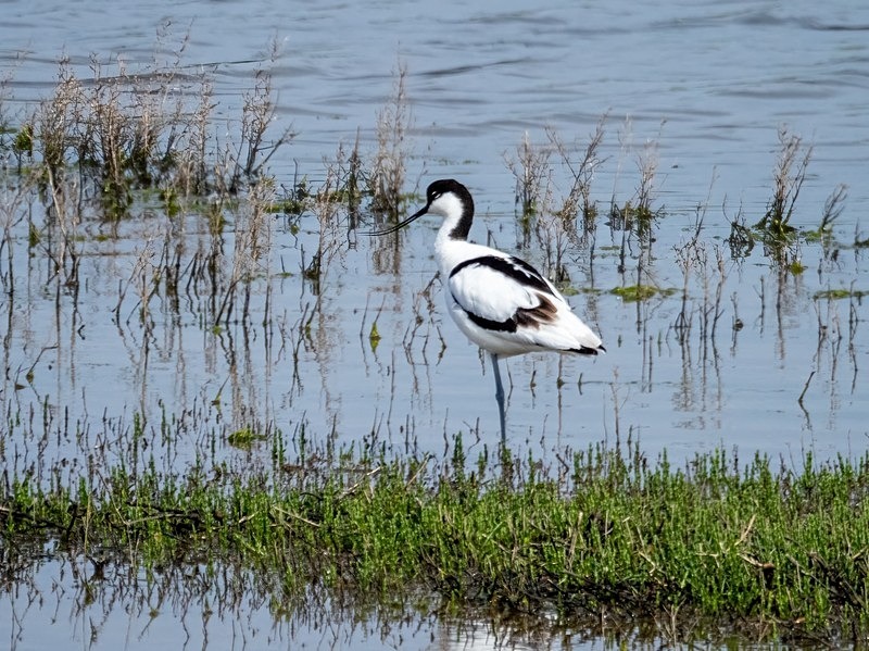 Avocet - Avocets and stilts