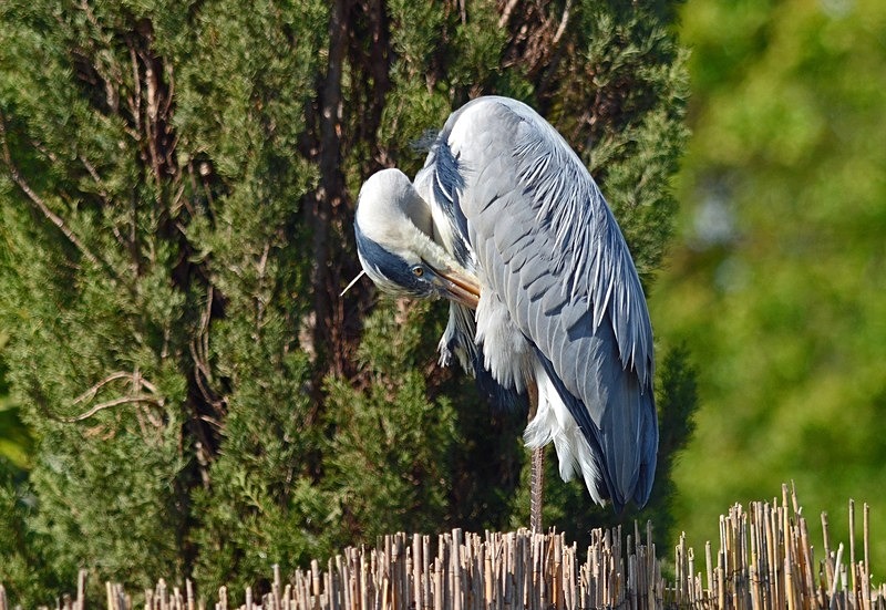 Grey Heron - Herons and egrets