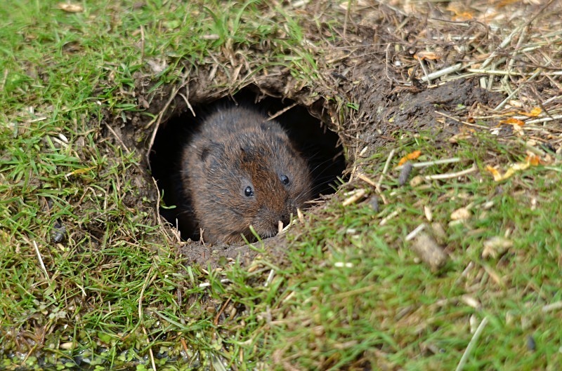 Water Vole - Water Vole