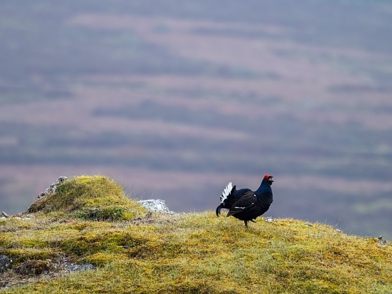 Black Grouse - Game birds