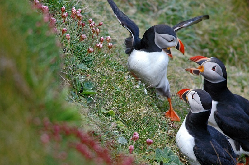 Puffins - Puffins