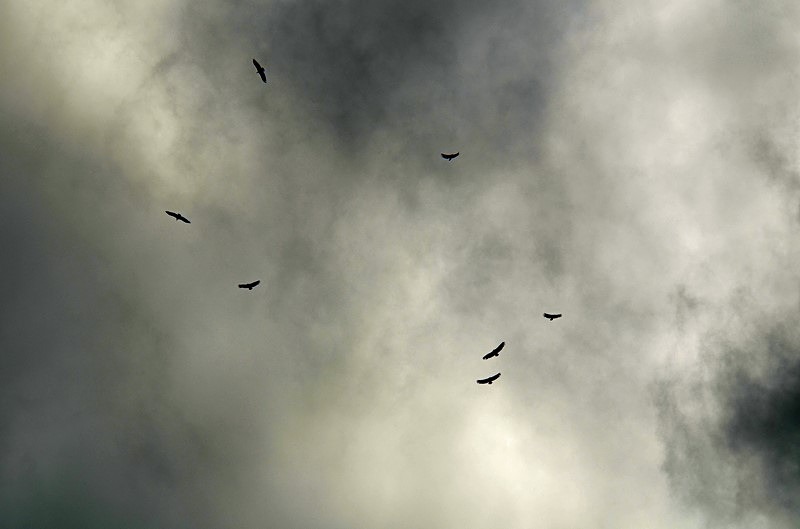 Griffon Vultures - Bulgaria