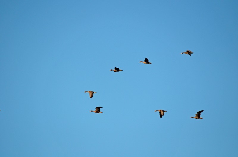 Greater (Greenland) White-fronted Geese - Grey geese