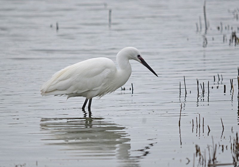 Little Egret - Herons and egrets