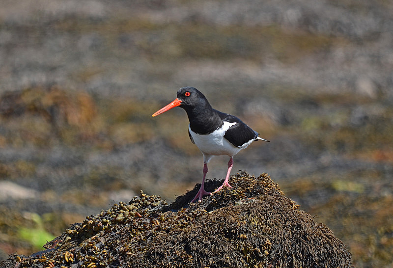 Oystercatcher - Oystercatchers