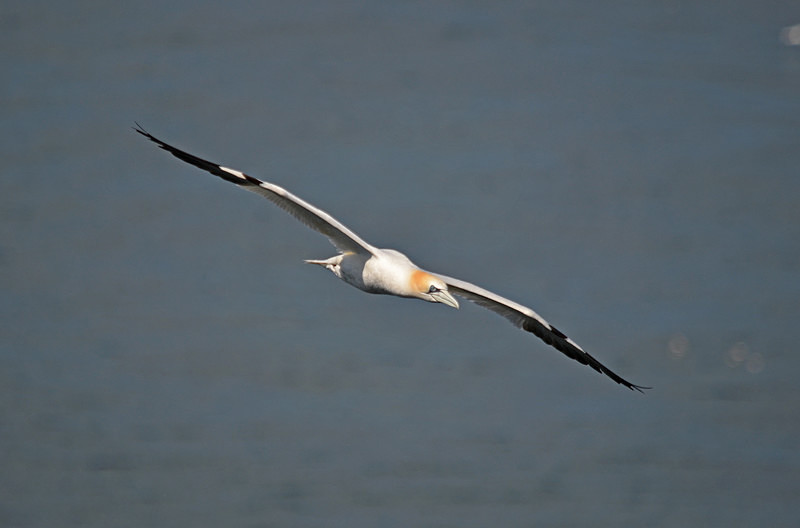 Gannet - Gannets