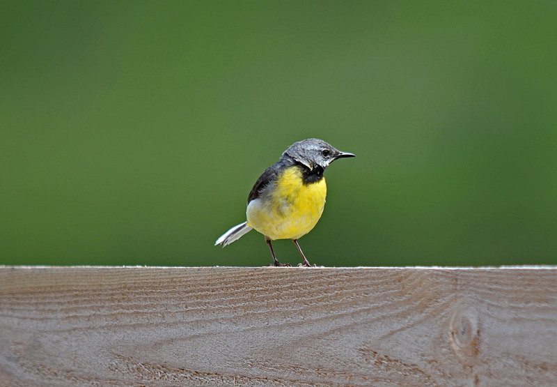 Grey Wagtail - Wagtails