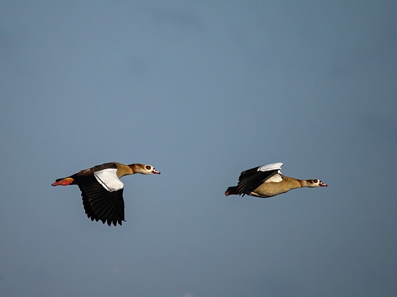 Egyptian Geese - Grey geese
