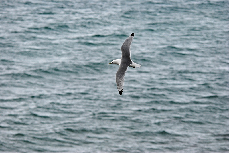 Kittiwake - Norway