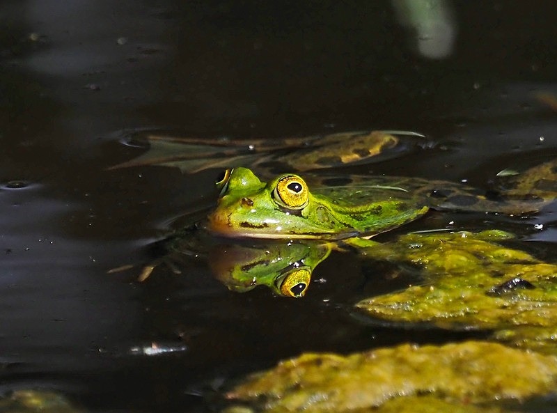 Edible Frog - Frogs and toads