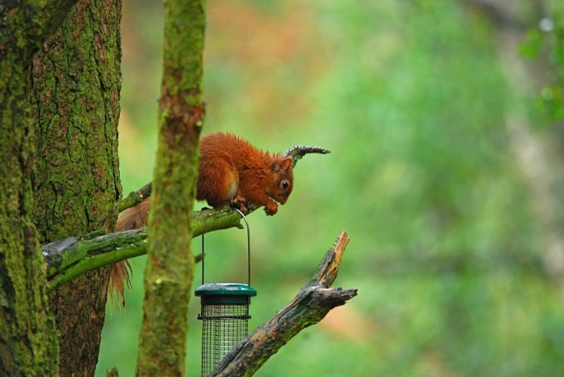 Red Squirrel - Red Squirrels