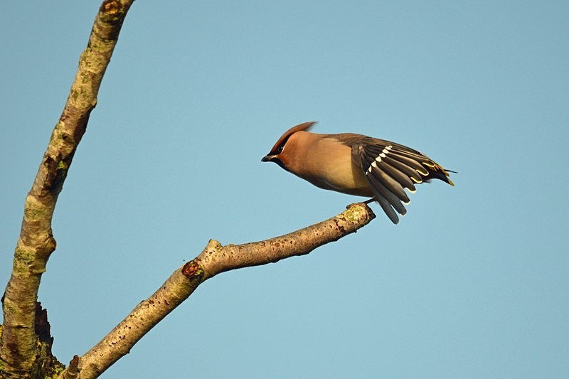 Waxwing - Waxwings