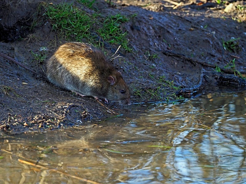 Brown Rat - Other mammals