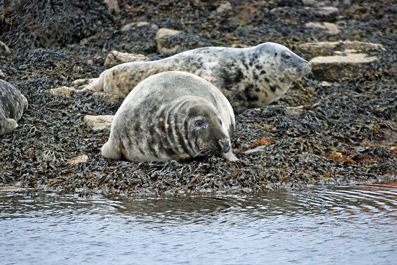 Atlantic Grey and Common Seals - Atlantic Grey Seals
