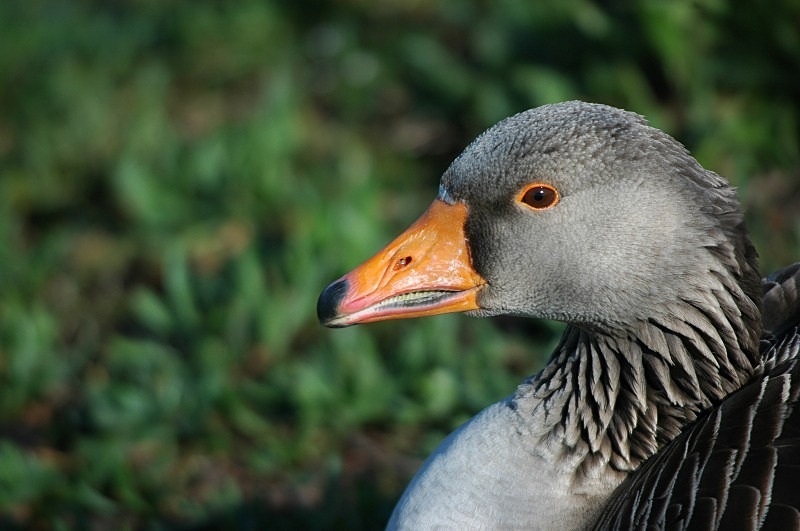 Greylag Goose - Grey geese