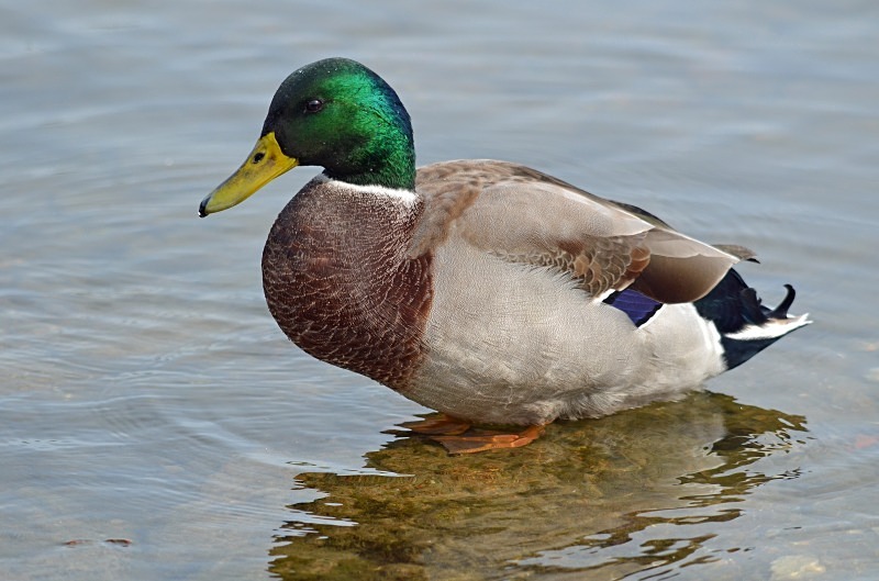 Mallard - Dabbling ducks
