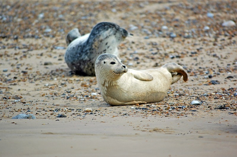 Common Seals - Common Seals