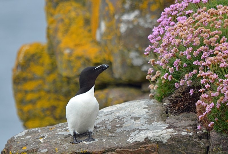 Razorbill - Auks