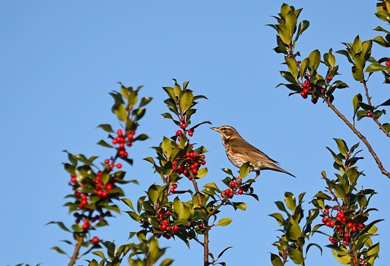 Redwing - Thrushes