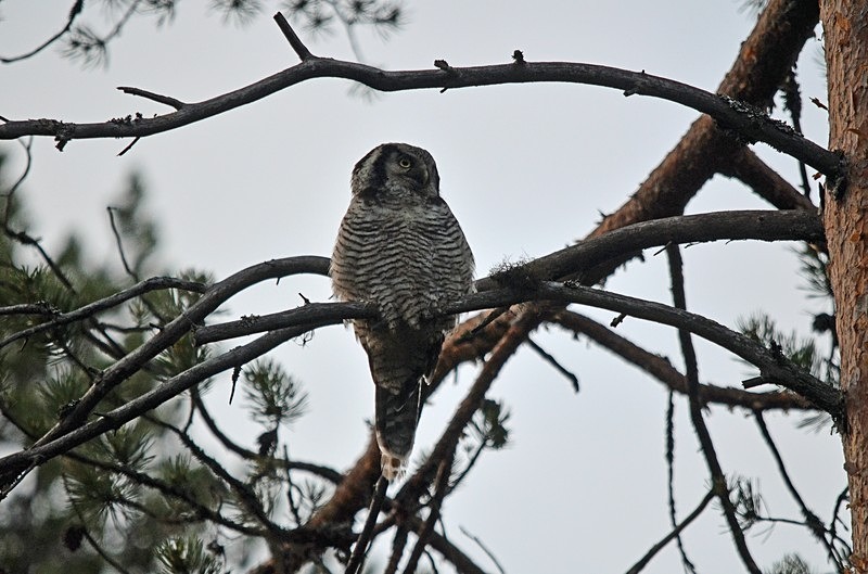 Northern Hawk Owl - North Finland - part 2