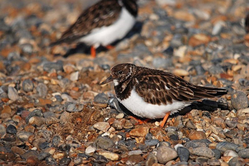 Turnstone - Sandpipers