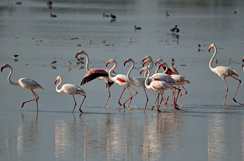 Greater Flamingos - South and west Spain - April and May 2012