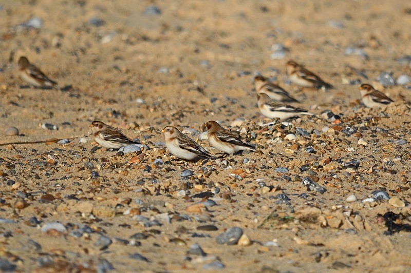 Snow Buntings - Buntings