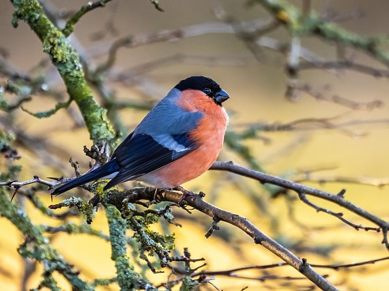 Bullfinch - Finches