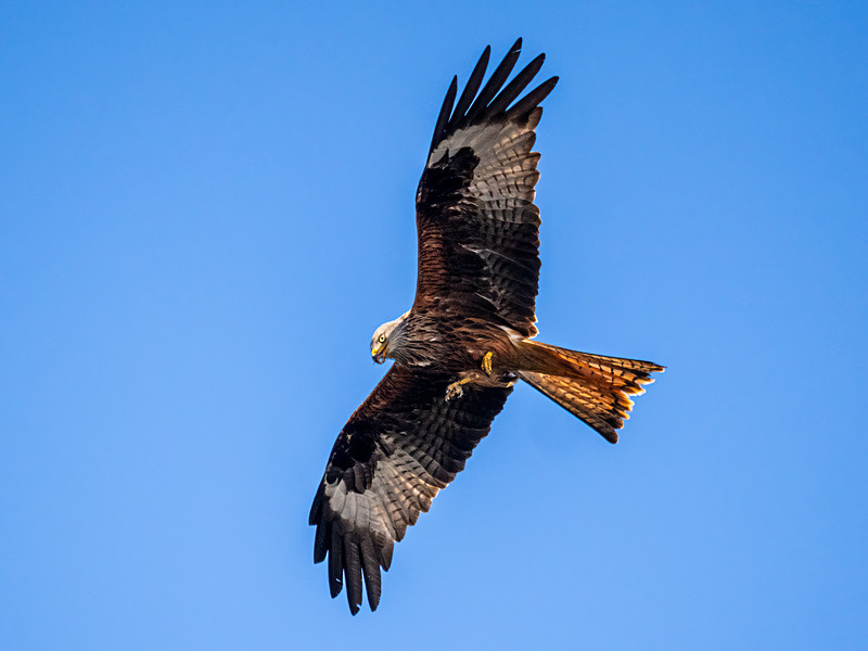Red Kite - Latest photos