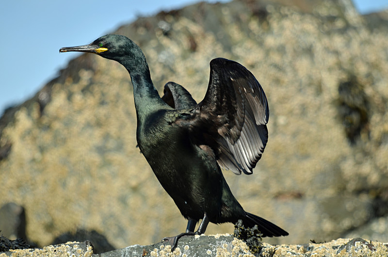 Shag - Cormorants and Shags