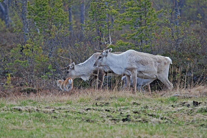 Reindeer - North Finland and north Norway - May and June 2009