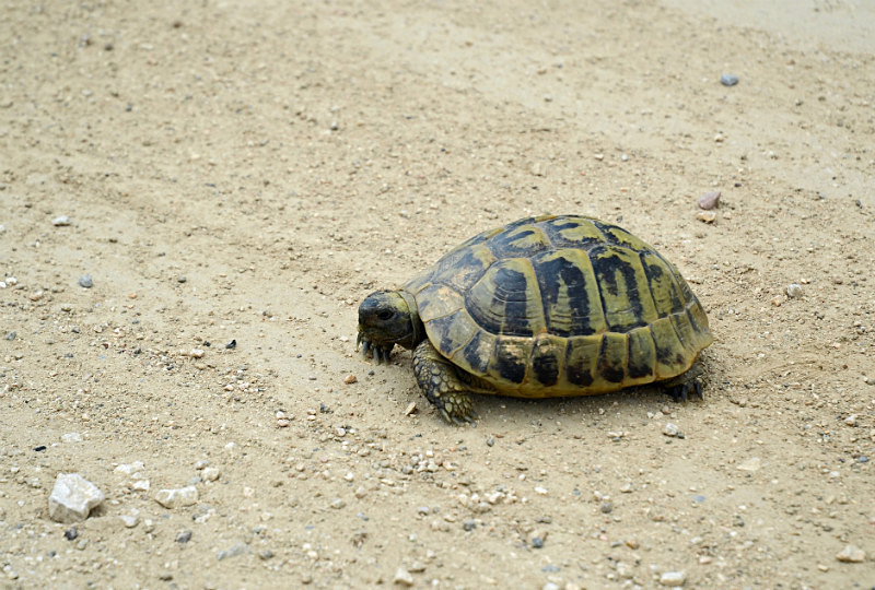 Hermann's Tortoise - East Macedonia and Thrace